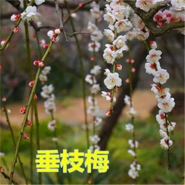 매화 묘목 분재 섣달 실내 사계절 푸르게 꽃 심고 메이 10년1증정 1