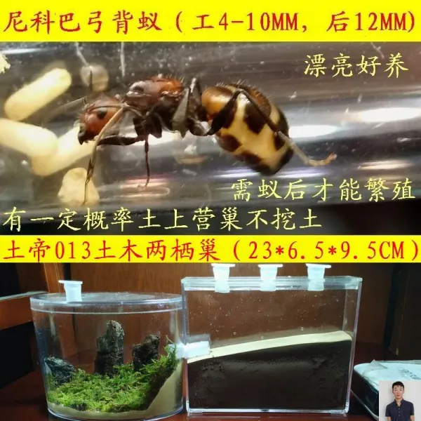 개미집 개미 생태 아크릴 개미기르는 소굴 개미굴 하우스 공방 큰별장 T05 001b둥지+니코 바라 안구 스티 폴리아 1뒤