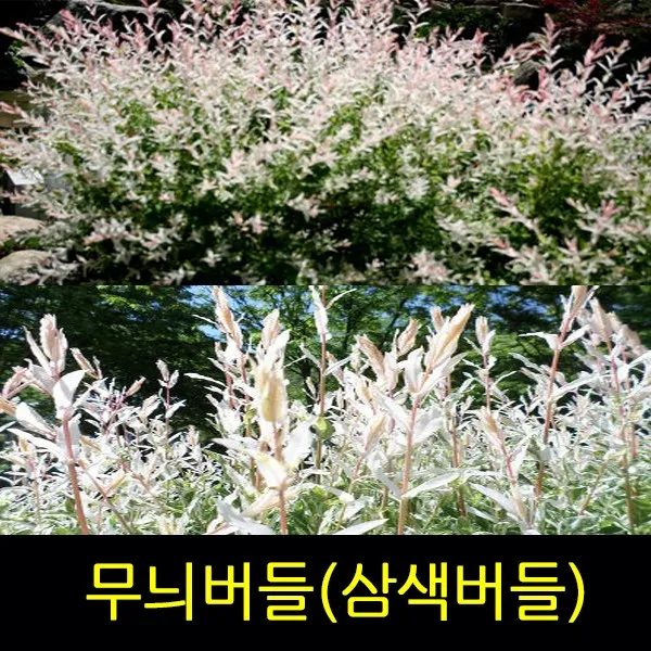 순희농장 무늬버들 삼색버들 묘목10개