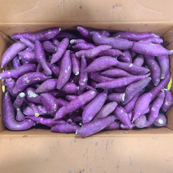 자연산 노지 세척냉이 1kg