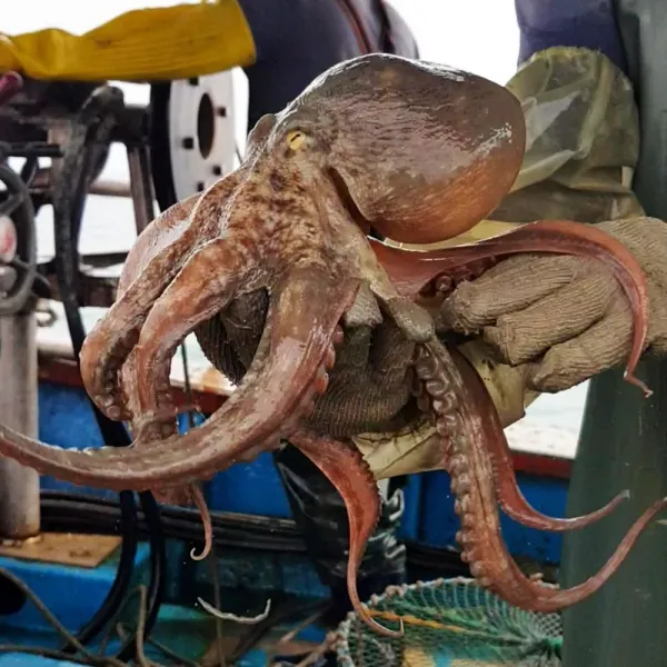 직접잡은 돌문어 통영 자연산 1kg 1.5kg 2kg 당일어획 산소포장 일요일발송 가능, 1개, 2Kg (2~6마리)