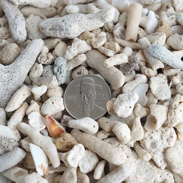 [바보사랑]산호사 15~20mm 3kg (벌크포장), 1개