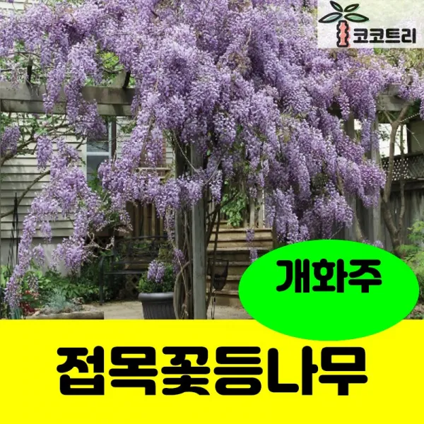[코코트리] [차량배송] 접목 꽃등나무 (보라색) 키2m 개화주 화분