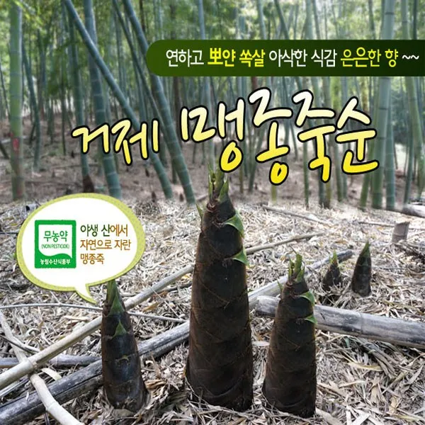 굳토피아 건강하고 맛좋은 삶은 맹종죽순 500g 반찬 집들이 선물용으로도 좋은 삶은죽순, 1개