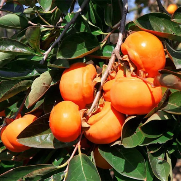아삭아삭 감 묘목 남 측 북쪽 재배 검 은 감 묘목 일본 단감 묘목 그해 결과 맷돌 감 그해 결과 모 상세페이지 참조
