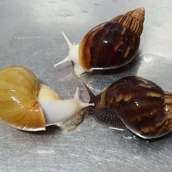 양평달팽이농장 애완달팽이 백와 금와 흑와(5cm 이상), 1색