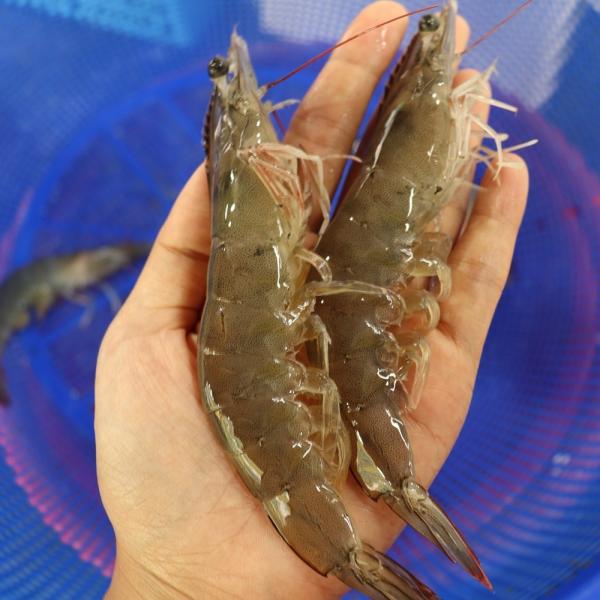 [달콤한과일] 20년 목포 어물전 흰다리새우 1kg, 1box, 1kg 41~45미