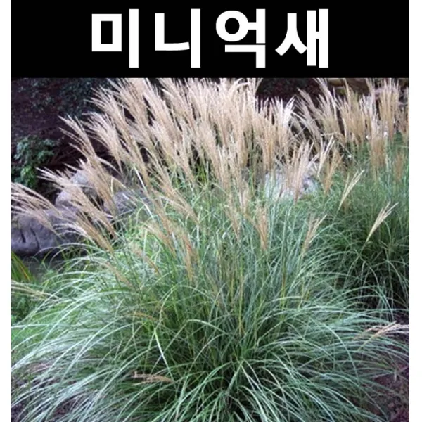 미니억새(파랑새) 7치포트/야생화/지피식물/조경수/다년초