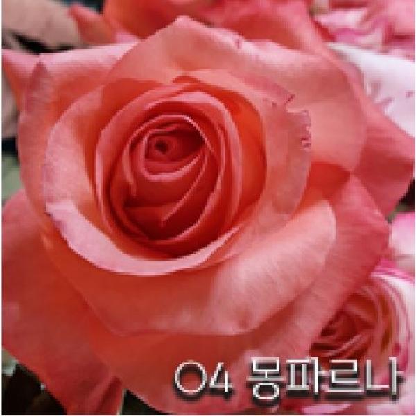 장미묘목, 사계명품땅장미 2022년입고