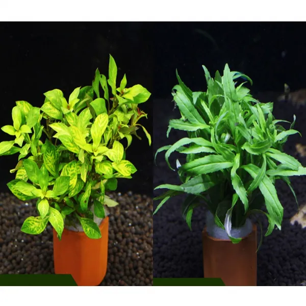 피알피쉬 피알피쉬 포트수초 마구잡이 2종세트