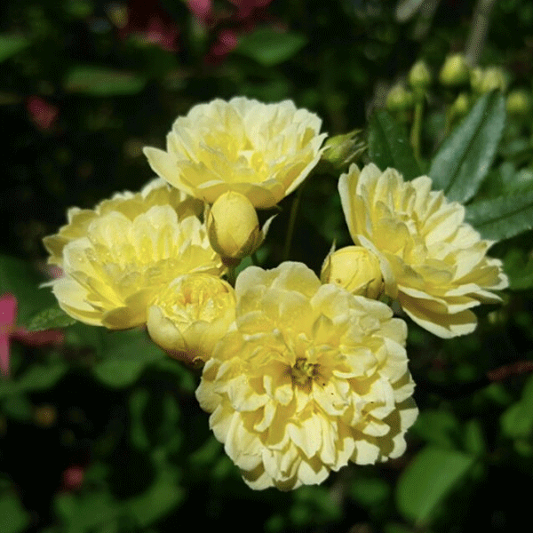 복남이네야생화 요만한 가시없는 노란겹찔레 2포트 10cm포트 옐로우 꽃나무 덩굴식물 봄 모종 