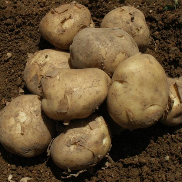 이벤트 포슬포슬 산지직송 안동 수미 감자 10kg, 1박스