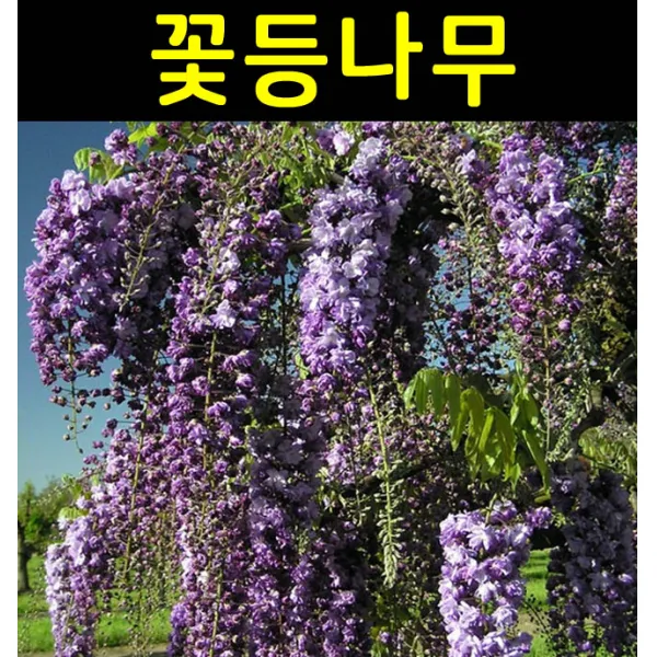 등나무(블랙드래곤) 접1년 포트/꽃나무/조경수/관상수