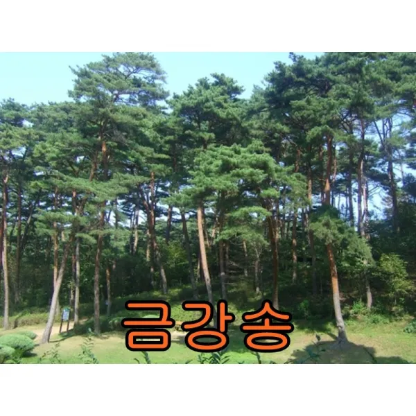 소나무(적송)3년생분묘 10그루 나무 묘목 소나무 적송