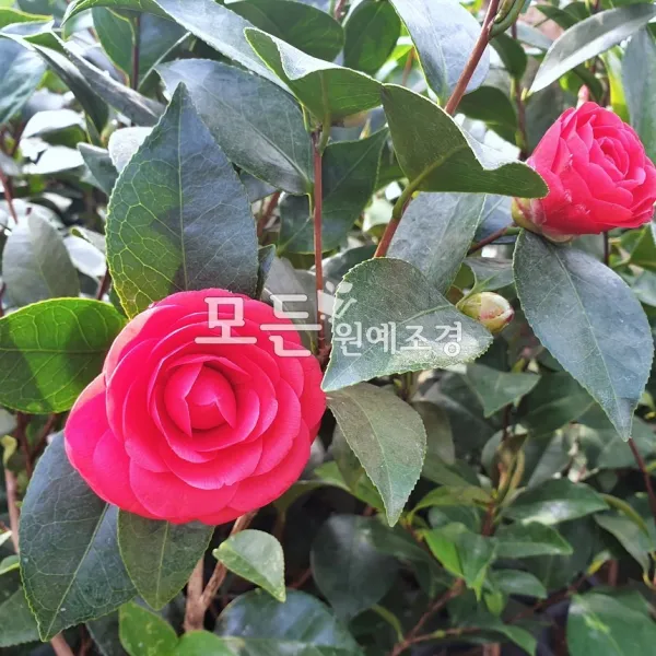 모든원예조경 겹동백나무 개화주 키1m전후 화분묘
