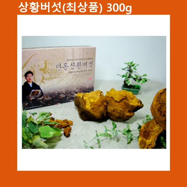 Nd5추천lf23Yv232_상황버섯(국내산) 최상품 300g 선물세트, 단일 수량