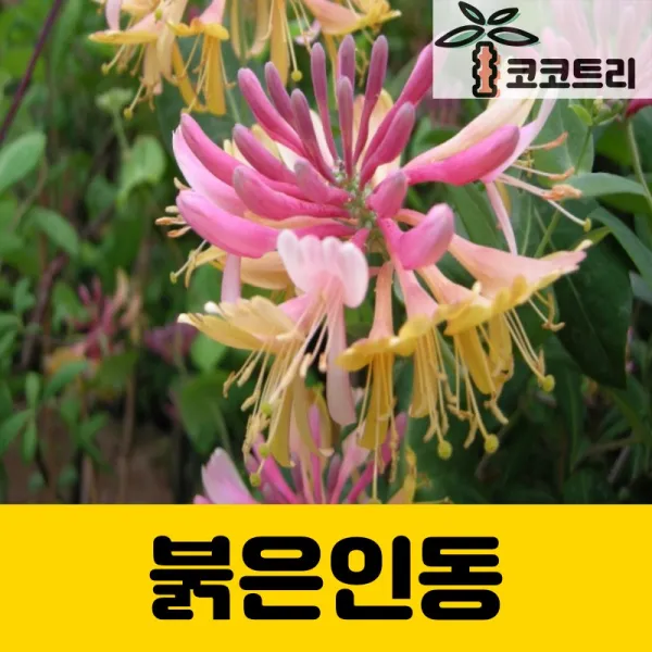 [코코트리] 인동덩굴(인동초) 포트묘, 1개, 붉은인동 포트