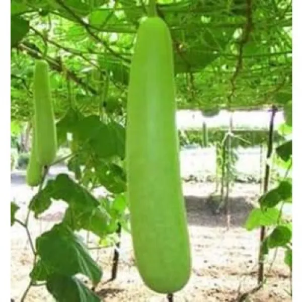 국내재배 베트남 박 동남아시아야채 박, 박 1개  600~900g ផ្លែឃ្លោក