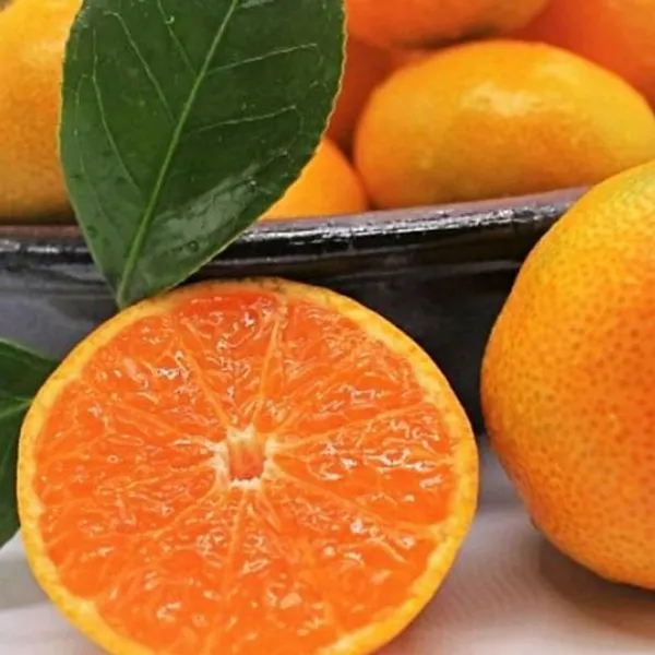 제주특산물 하우스감귤 대과 3kg 또또상회 1 또또상회 본상품선택