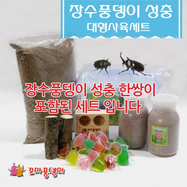 꼬마풍뎅이 장수풍뎅이 사육세트, 2번 장수풍뎅이 성충 대형세트