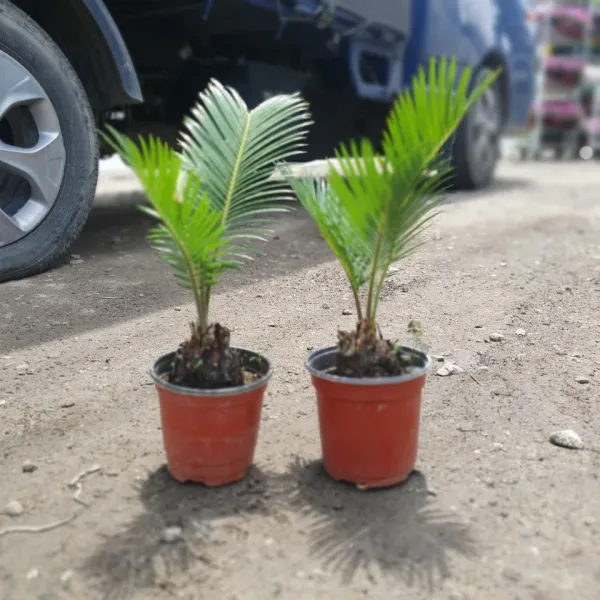 공룡꽃식물원(주) 원플원 2개 소철 소중품 25~40cm 119