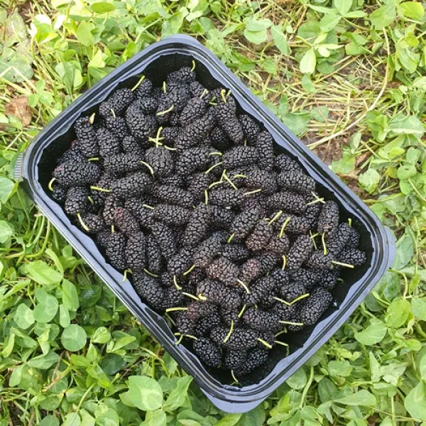 보성농수산 오디 2kg 달고 맛있어요, 2팩