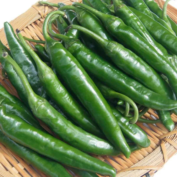 빛고을장터 맛있게 매운 청양고추 500g - 5kg내외, 1box, 청양고추 (상) 500g내외