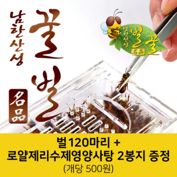 남한산성벌꿀농장 벌침벌 봉침벌 벌 벌침 봉독 벌침용벌 봉침용벌/로얄제리+꿀 영양사탕을 먹은 쌩쌩벌, 1개, 100마리이상