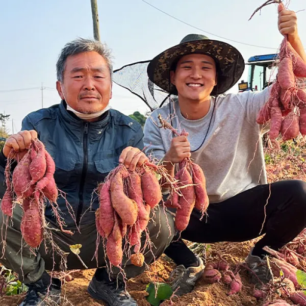 최가네 직접키운 영암 황토 꿀고구마 베니하루카, [세척] 햇 꿀 고구마, 대 [요리용], 3kg