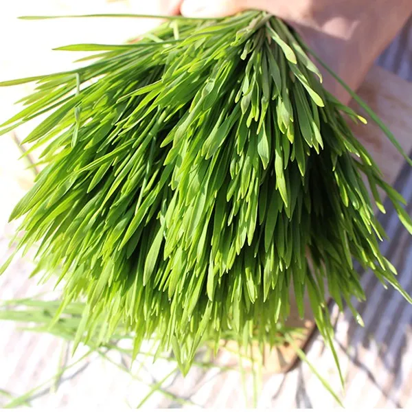 오버파워푸드 무농약 생 밀새싹 300g(150g+150g), 단품