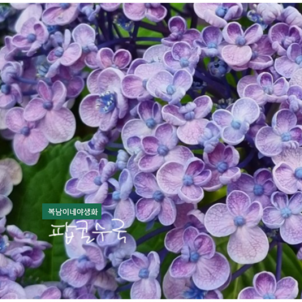팝콘수국 [1포트] (복남이네야생화 여름 야생화 모종 마크로필라 수국 향기수국 아예샤 아이샤 hydrangea macrophylla ayesha)
