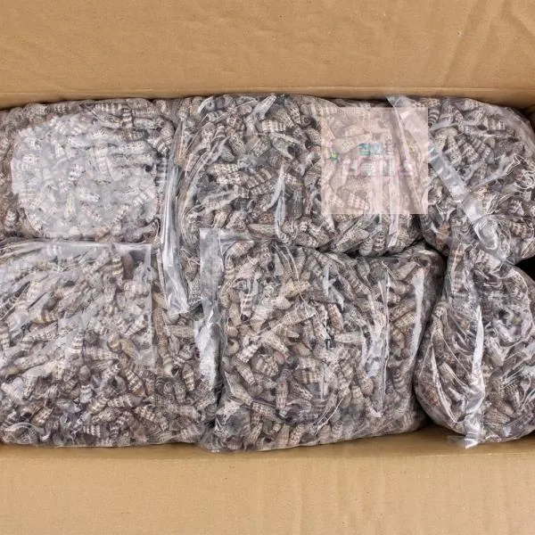  더블에스 10kg_갯고동_자숙_케이에스지_도매 E003 상세페이지 참조