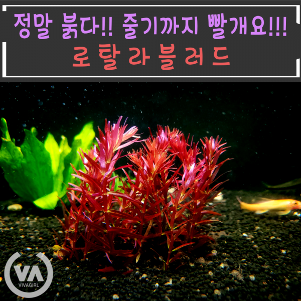 [비바소녀] 붉다 붉어 로탈라블러드(3촉/7촉) / 수초 레이아웃 초보수초 어항 잔디 새우 구피 미니어항