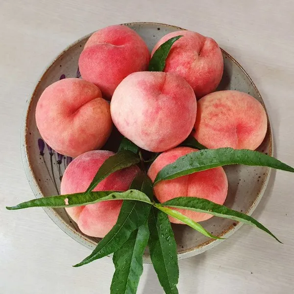 차기훈 농부의 연안농장 말랑이 딱딱이 복숭아 백도 황도 3kg, 백도 복숭아 3kg 13-15과내외
