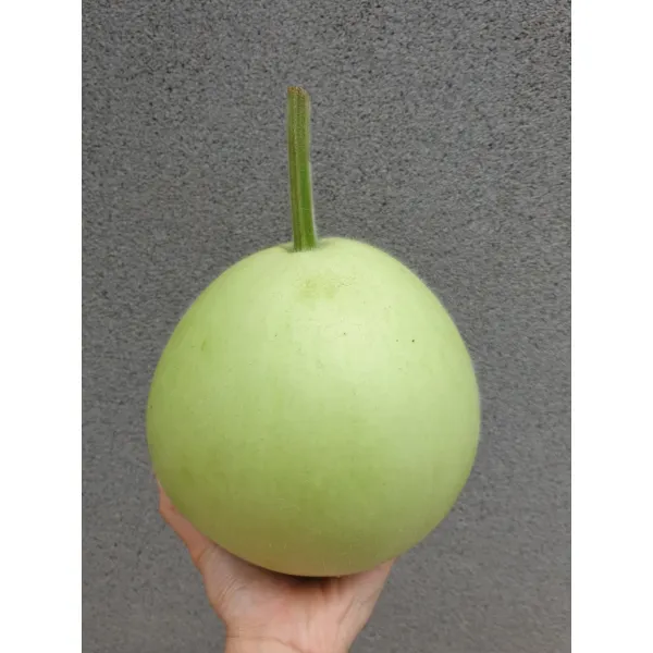생박 1통 3kg 박나물 식용박 고지박 나물박