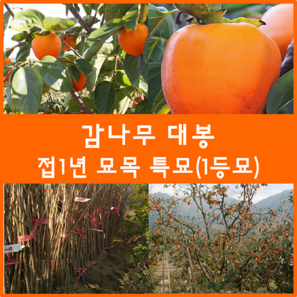 착한가격 나무생각 감나무모음, 감나무(대봉) 1등묘, 9999개