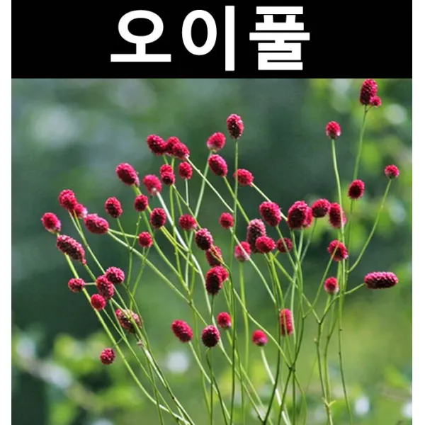 오이풀 7치화분/야생화/지피식물/다년생