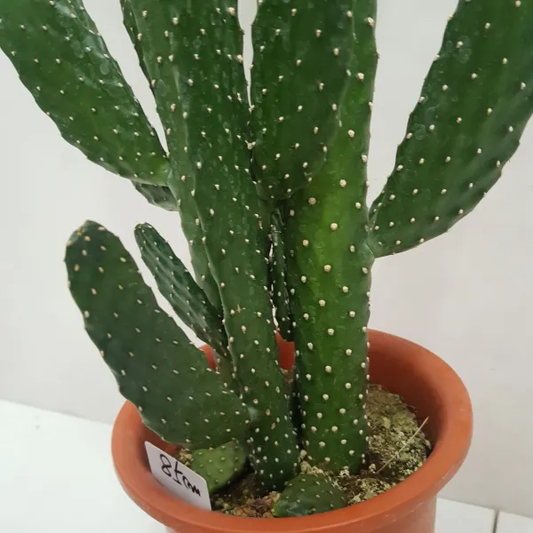 콩플라워 만세선인장 키 75~85cm 한몸2대 or 2촉