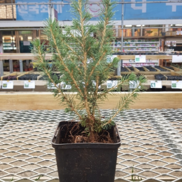 <뷰티풀 농원> 가문비나무, 1개, 데이시스화이트 가문비 9cm 포트