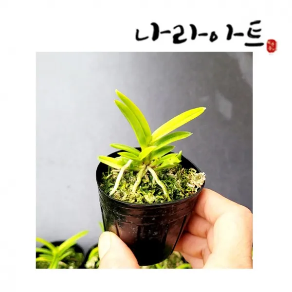 금루각 동양란 풍란 난 난키우기 화초 모종 나라아트