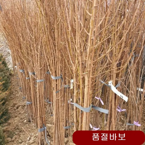 조경수 추희 묘목 10개묶음 유실수 감나무 왕석류 대봉