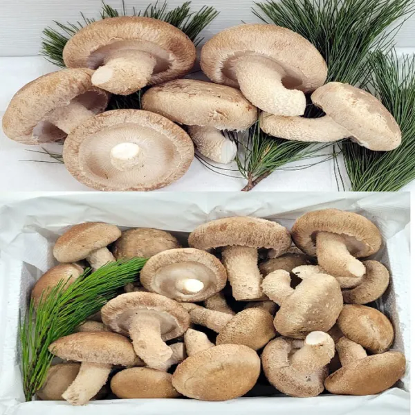 송이버섯(송향버섯) 송화버섯 송고버섯 오전12시전주문시 내일도착(주말 및 공휴일 제외), 1박스, 조리용(하품)1kg