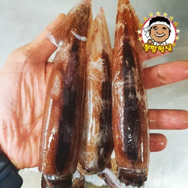 [봉팔형님] 쫄깃쫄~깃한 식감 총알오징어 & 백고동 1kg, 05_백고동 1kg 대대+특대(5~9마리 내외), 상세설명 참조