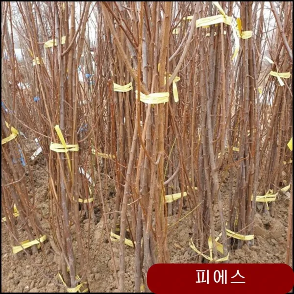 자두 후무사 묘목 10개묶음 감 유실수 조경수 석류 왕자두 감나무 대봉 살구 wmud