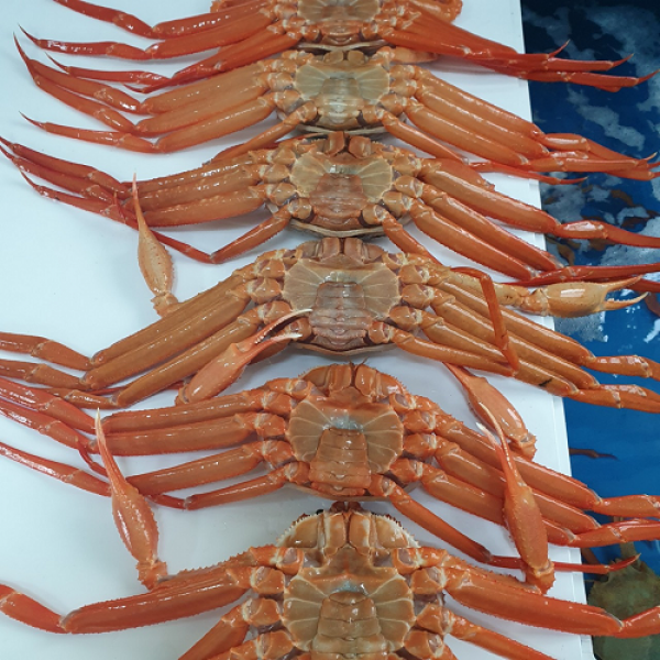 [어머나 수산] 포항 붉은 대게 최상급 홍게, 7-10마리내외, 3kg
