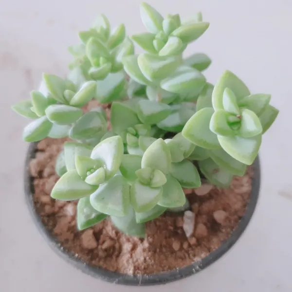 인플랜츠카페 언성 다육 초보가 키우기 쉬운다육 공기정화식물포트