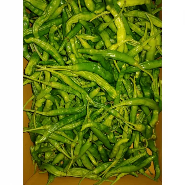 우주농원 싱싱한 과리고추, 1봉, 400g