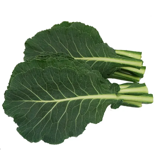  신선 쌈 케일 약 1kg 국내산 쌈채소 샐러드 Kale 단일상품