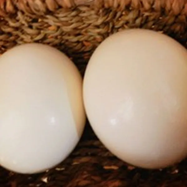 키크는방법 타조육회 키크는타조알 Cst 1