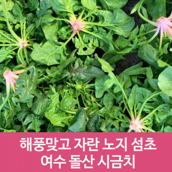 산지 싱싱 여수 돌산 노지 해풍 시금치 섬초 1kg